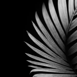 Danuk Studio Loader Image